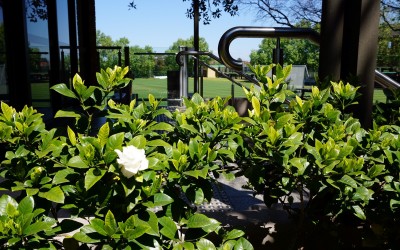 Healthy and Vibrant Gardens will give your School the EDGE