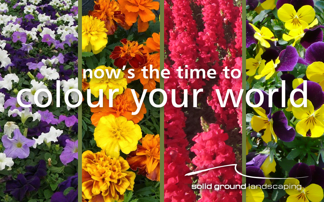 Annuals Planting Season is here!