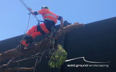 SGL Keeps Sydney Moving