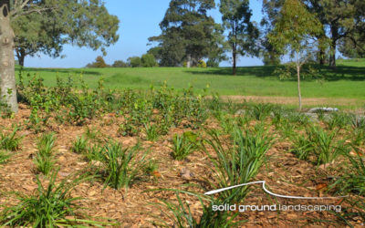 Mulching – now’s the time!