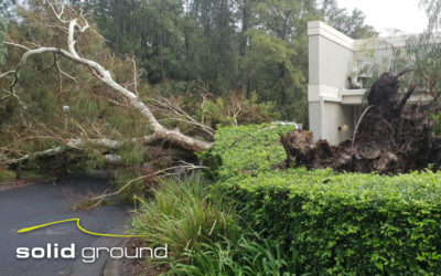 Are your trees safe?