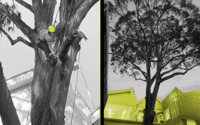 Ideal time for Tree Works