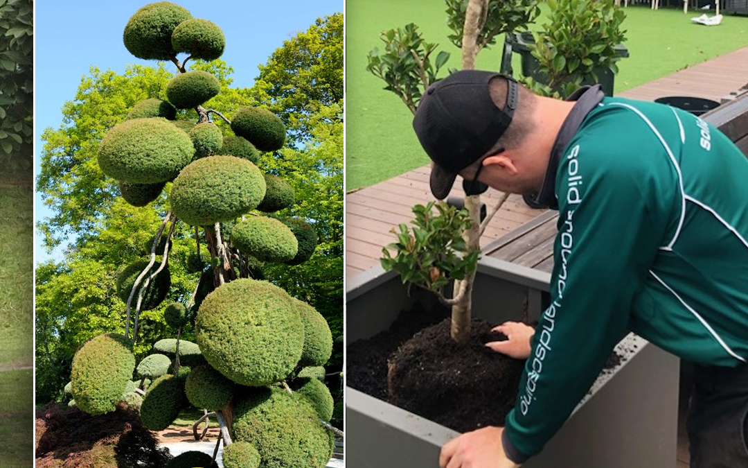 Watch it GROW Solid Ground Landscaping