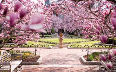 Beautiful Magnolias