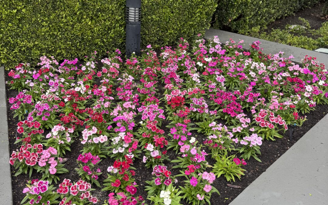 Keeping School Grounds Vibrant Year-Round