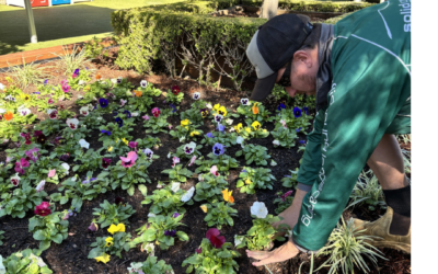 Seasonal Colour Planting