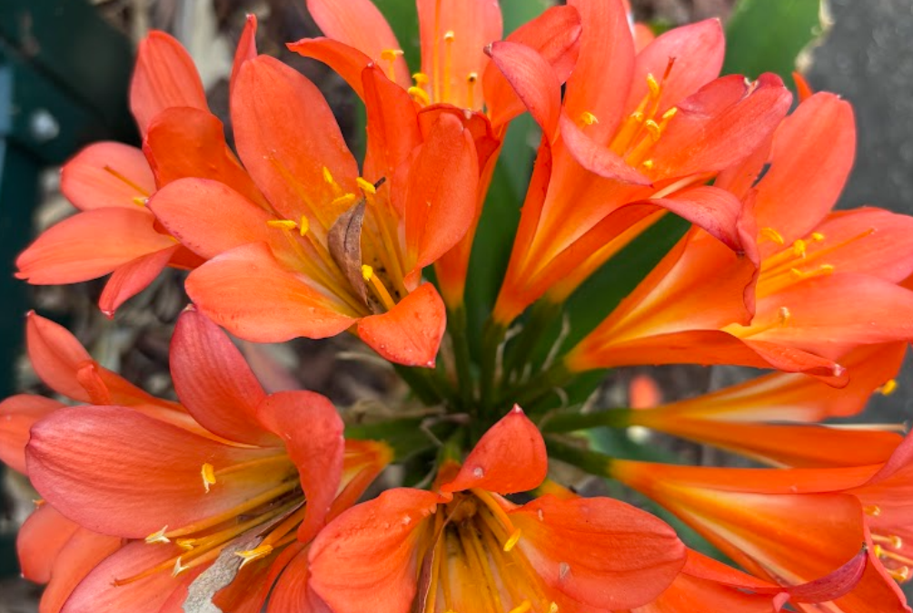 Clivias – Bright Colour for Shaded Areas