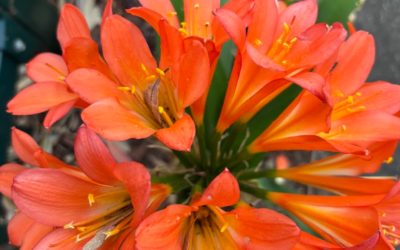 Clivias – Bright Colour for Shaded Areas